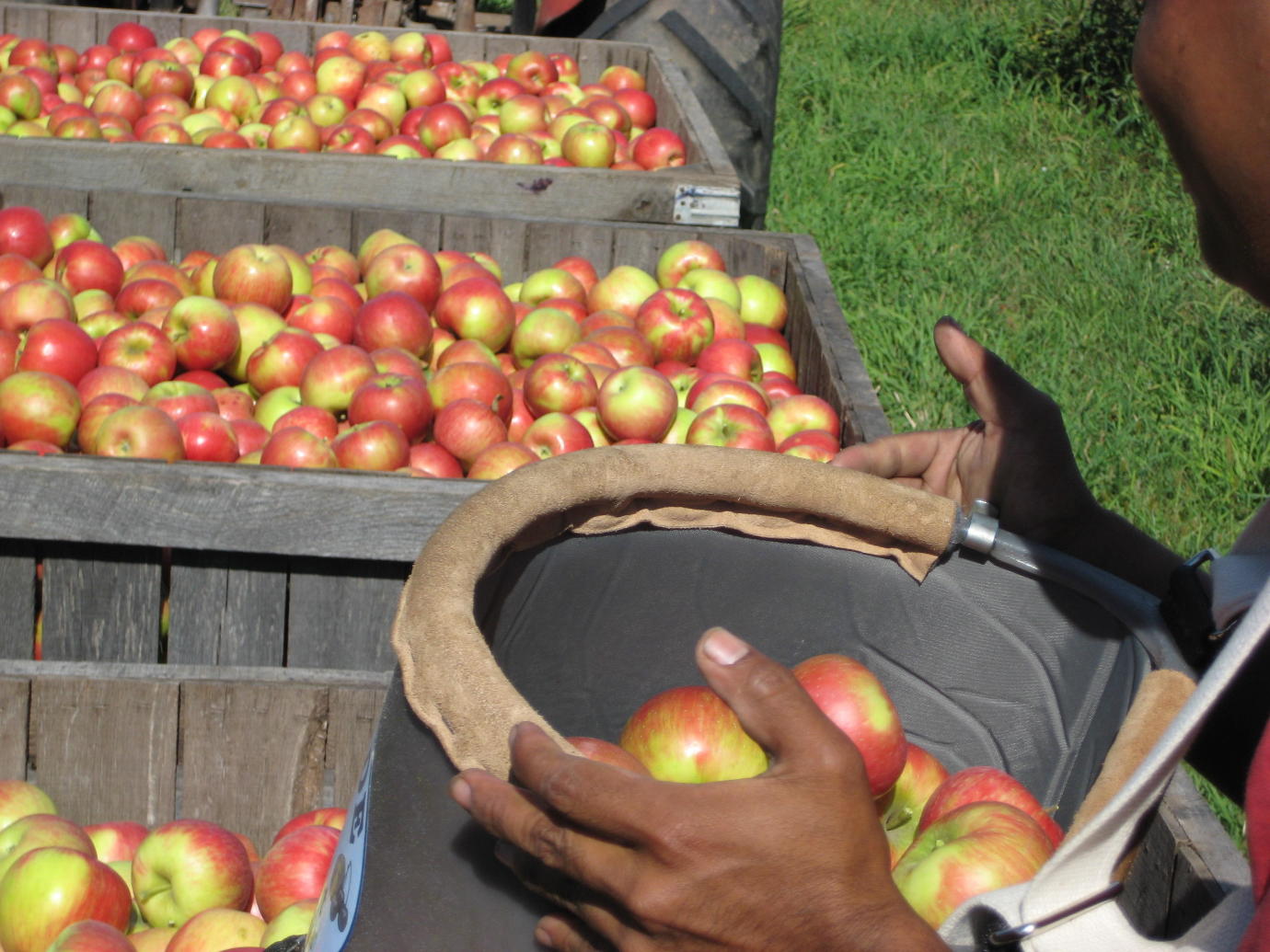 Pine tree apple orchard apples