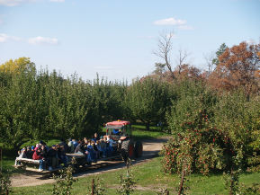 Wagon Rides through Pine Tree Apple Orchard