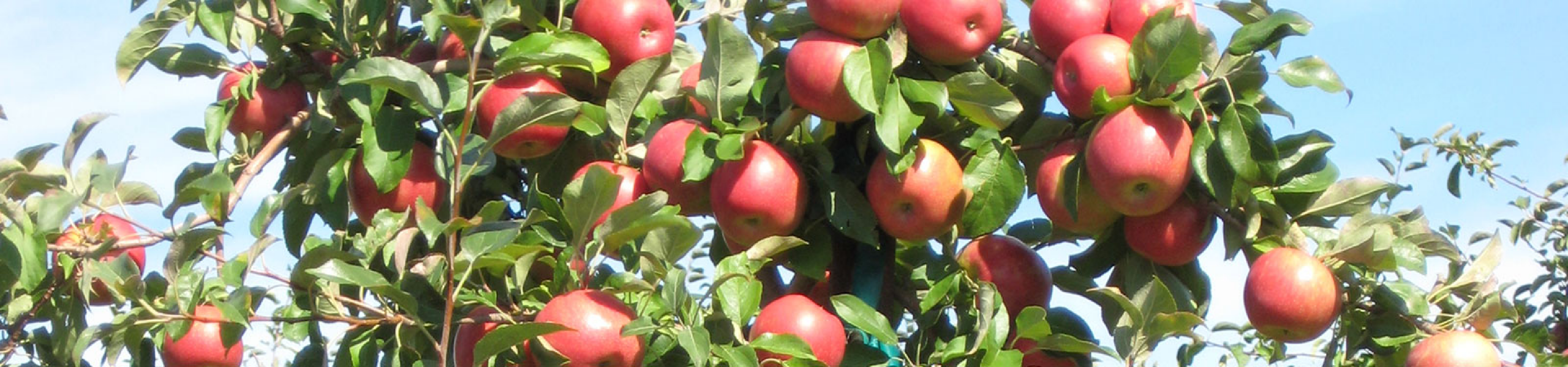 Home pine tree apple orchard minnesota grown apple and strawberries