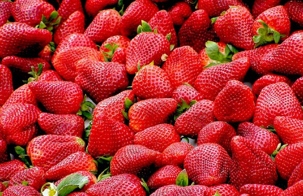 Picked for you strawberries at Pine Tree Apple Orchard